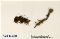 藏品(粗枝狗尾苔)的圖片